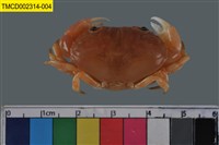 藏品(環紋金沙蟹)的圖片